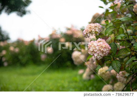Hydrangea in the rainy season Hydrangea in the rainy season 78629677