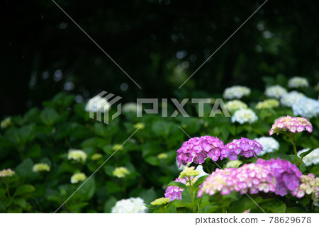 Hydrangea in the rainy season Hydrangea in the rainy season 78629678