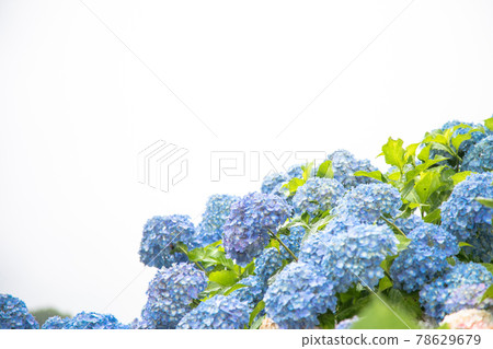 Hydrangea in the rainy season 78629679