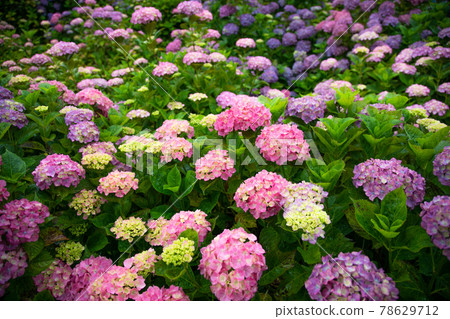 Hydrangea in the rainy season 78629712