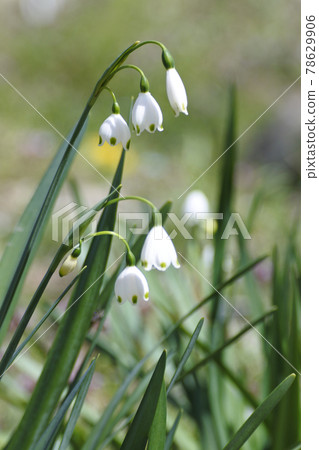 白色和綠色的雪花整齊漂亮的花朵在草地上綻放。 78629906