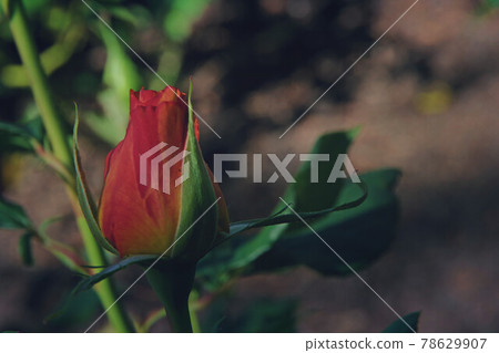 玫瑰花蕾（新西蘭基督城莫娜谷玫瑰園） 78629907