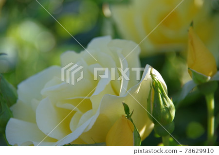 白玫瑰（新西蘭基督城莫娜谷玫瑰園） 78629910