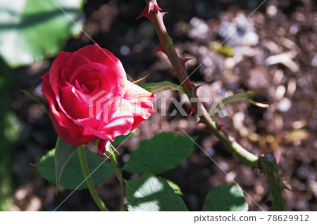 紅玫瑰和荊棘（新西蘭基督城莫娜谷玫瑰園） 78629912