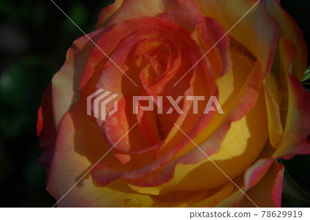 Orange roses (New Zealand Christchurch Botanic Garden Rose Garden) 78629919