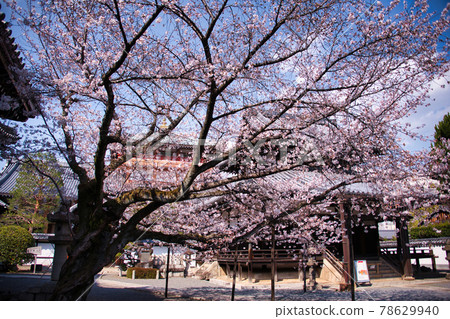 Spring 2021 at Honpo-ji Temple in Kyoto 78629940