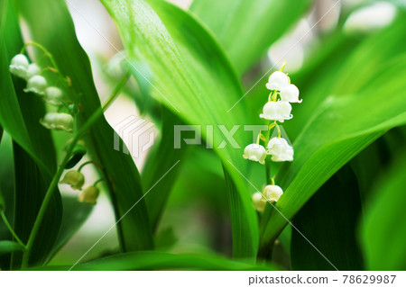 鈴蘭花 鈴蘭 照片素材 圖片 圖庫