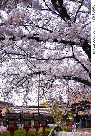 Spring 2021 at Rokusonno Shrine in Kyoto 78630600