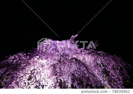 Exclusive temple night cherry blossoms 78630862