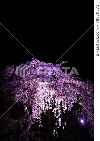 Exclusive temple night cherry blossoms Exclusive temple night cherry blossoms 78630873