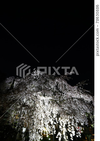 獨家寺廟夜櫻 78630886