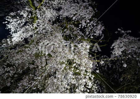 獨家寺廟夜櫻 獨家寺廟夜櫻 78630920