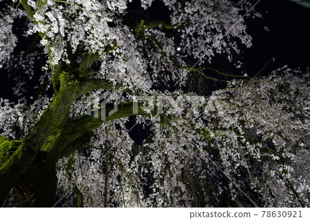 獨家寺廟夜櫻 獨家寺廟夜櫻 78630921