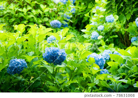 在雨季的繡球花 在雨季的繡球花 78631008