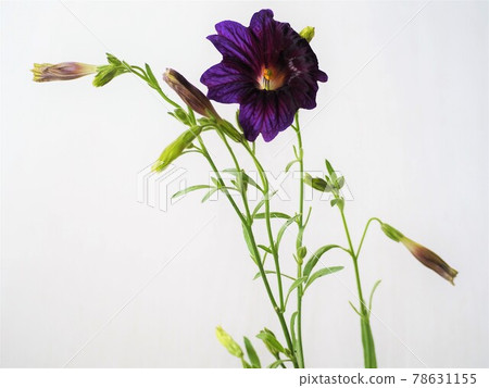 Blue-purple flower Salpiglossis sinuata Blue-purple flower Salpiglossis sinuata 78631155