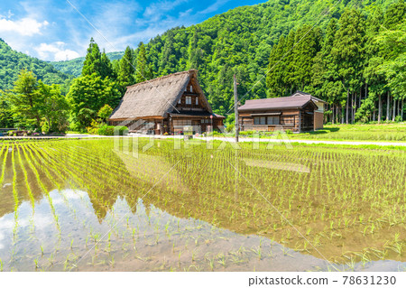 《富山縣》菅沼合掌造村·初夏水稻種植季節 《富山縣》菅沼合掌造村·初夏水稻種植季節 78631230