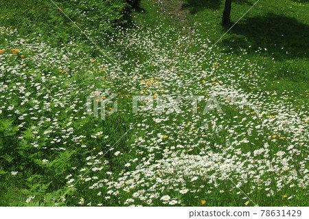 French chrysanthemum herd 78631429