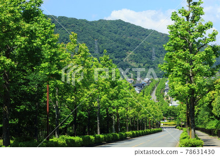 Maple trees 78631430