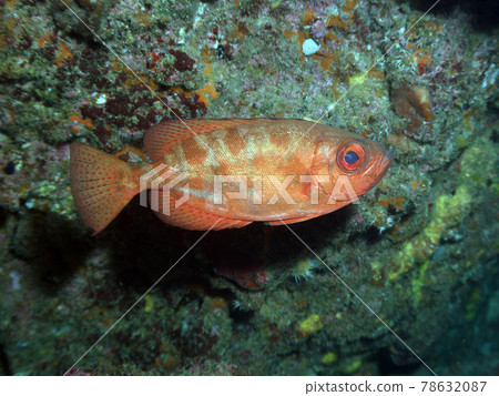 Bigeye fish Bigeye fish 78632087