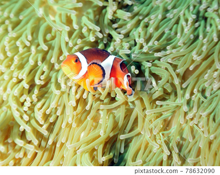 Clownfish Clownfish 78632090