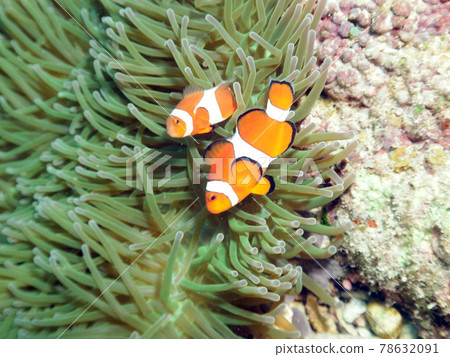 Clownfish 78632091