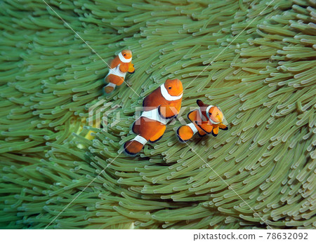 Clownfish Clownfish 78632092