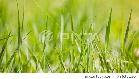 Fresh green grass as background texture Fresh green grass as background texture 78632130