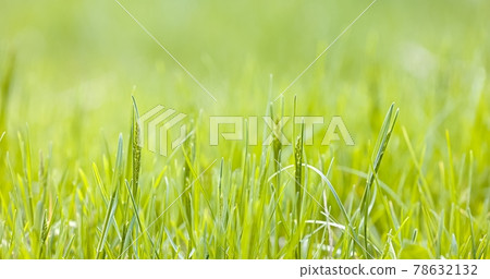 Fresh green grass as background texture 78632132