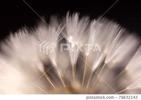 Dandelion seeds against dark background closeup Dandelion seeds against dark background closeup 78632142