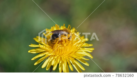 Bee collecting nectar from yellow flower 78632160