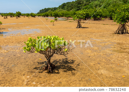 Small mangrove tree on wet sands at tropical island. 78632248