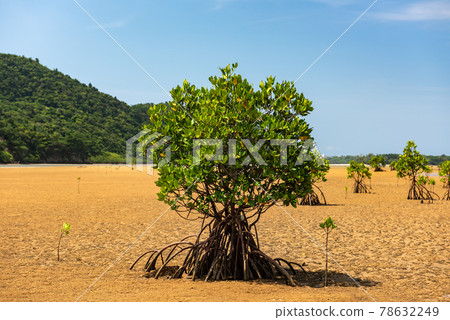 Lush mangrove tree at summer season. 78632249