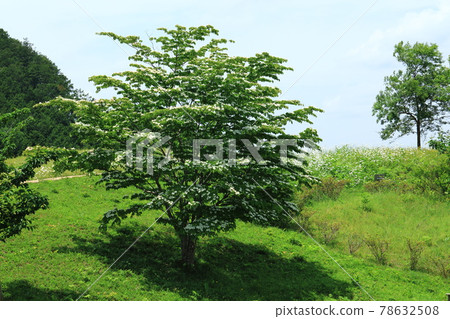 Shiotani Kofun Park Yamaboshi Shiotani Kofun Park Yamaboshi 78632508