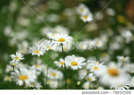 清爽法式菊花 清爽法式菊花 78632509