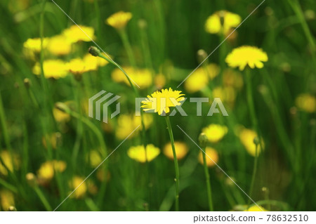 丁香花 丁香花 78632510