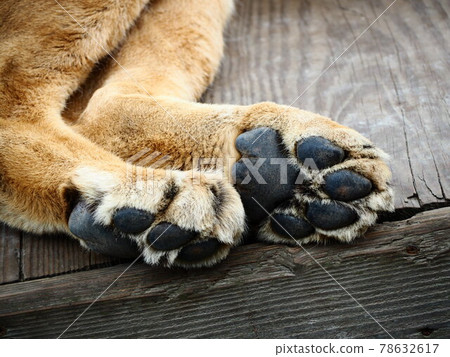 Tiger paws sleeping in the zoo 78632617
