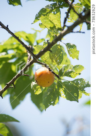 Harvest apricot 78632629