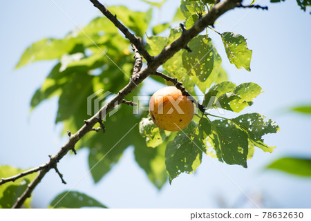 Harvest apricot Harvest apricot 78632630