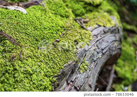 山形縣鶴岡市倒下的樹上生長的苔蘚 山形縣鶴岡市倒下的樹上生長的苔蘚 78633046