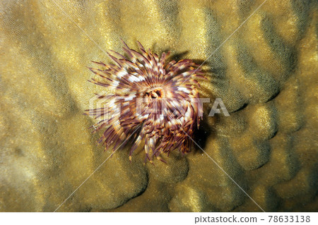 Feather duster worm Feather duster worm 78633138