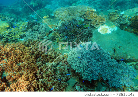 Coral Reef Coral Reef 78633142