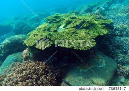Coral Reef Coral Reef 78633147