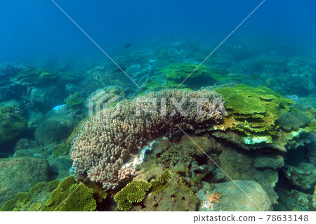 Coral Reef Coral Reef 78633148