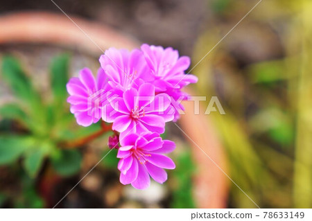 多彩的劉易斯 多彩的劉易斯 78633149