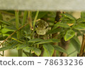 A snake 78633236
