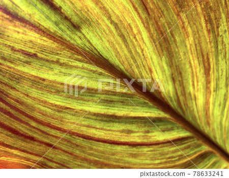 Cannes leaf illuminated by the sun 78633241