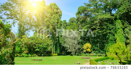 Beautiful tropical garden with palm trees and flowers. Wide photo. Beautiful tropical garden with palm trees and flowers. Wide photo. 78633285