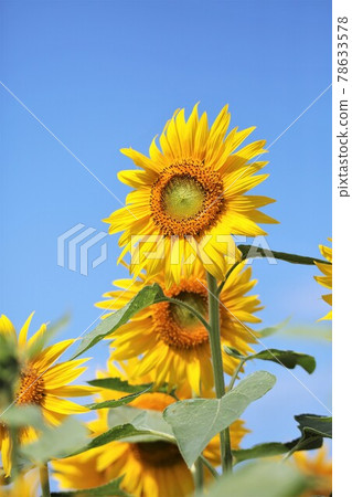 向日葵 78633578