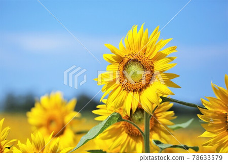 sunflower	 78633579