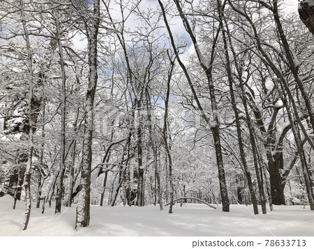 冬季森林 冬季森林 78633713